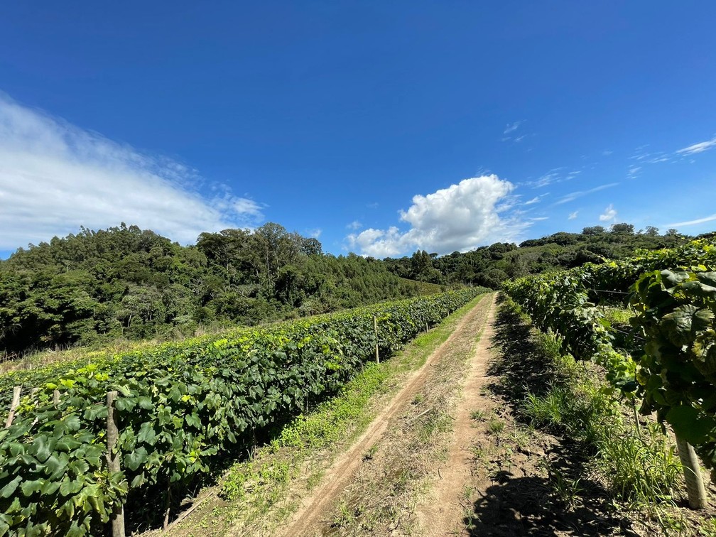Produção uva para vinho da família Beloto, em Andradas (MG) — Foto: Gervásio Ribeiro Beloto 