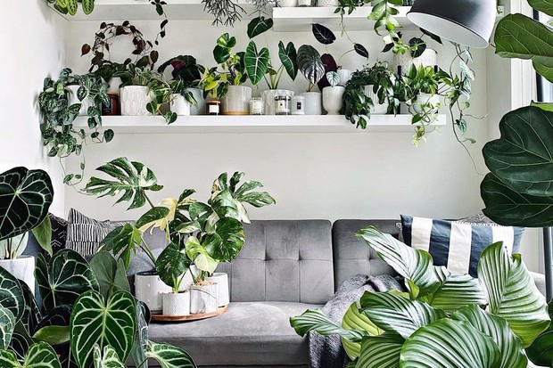 Urban Jungle: Vivendo com Plantinhas Dentro de Casa