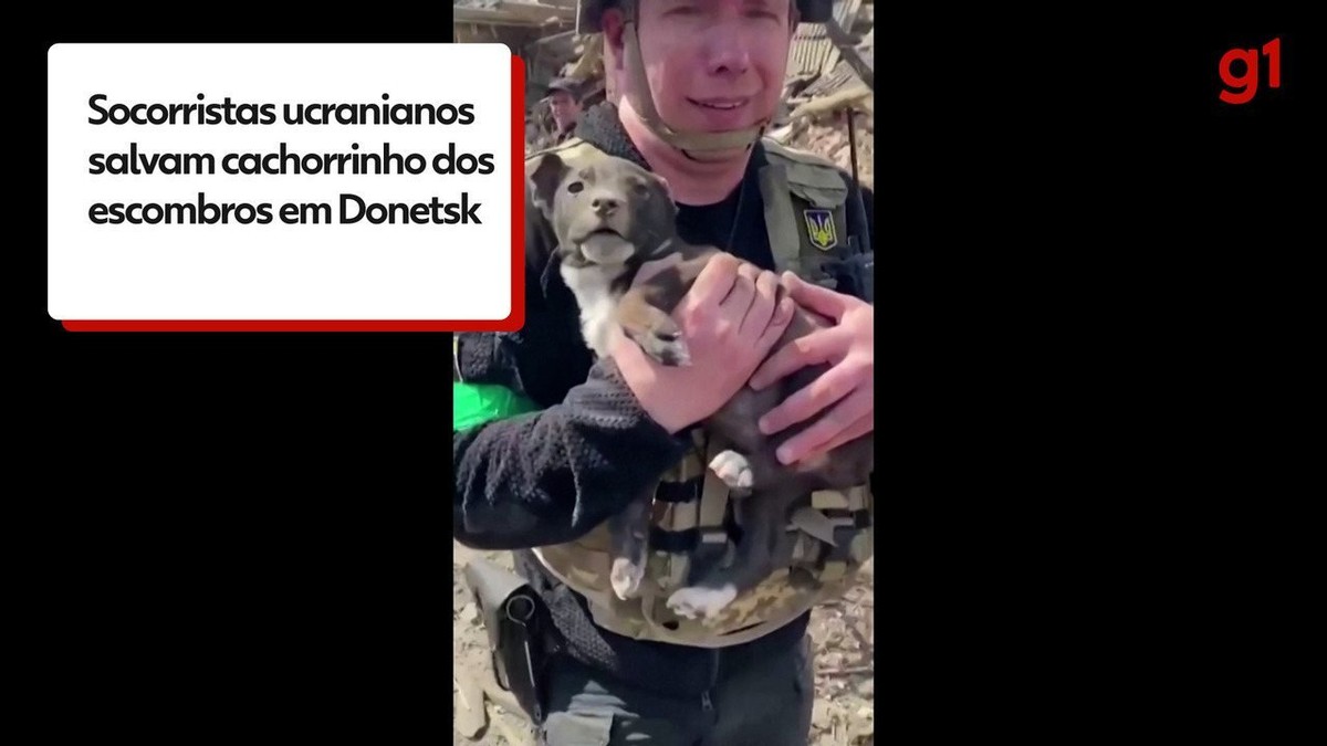 Cachorrinho é salvo em meio a escombros após bombardeio na Ucrânia;  assistência