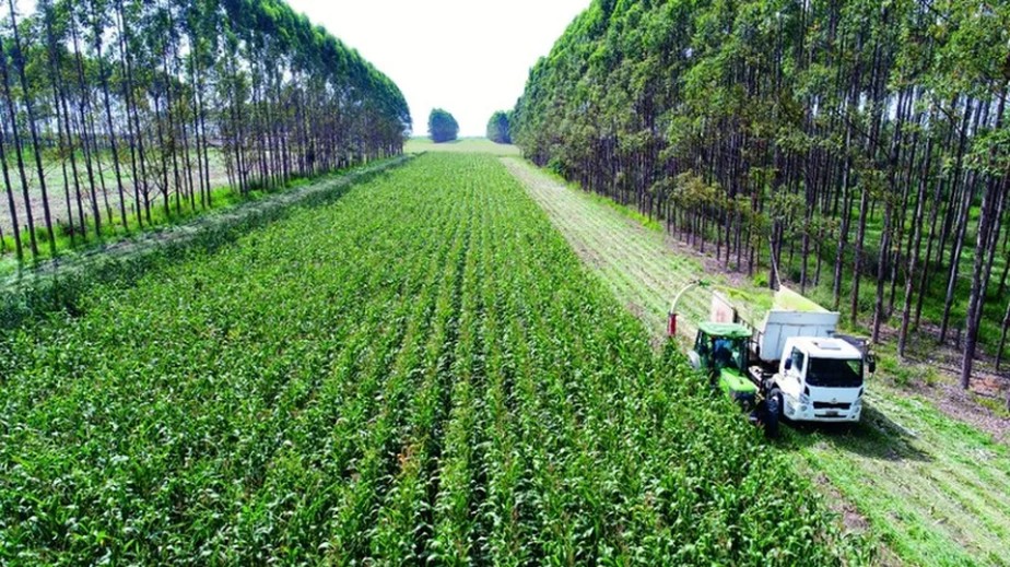 Integração lavoura-pecuária-floresta é alternativa para a produção de soja com sequestro de carbono