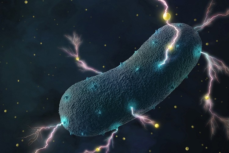 As bactérias da Listeria transportam elétrons através de suas paredes celulares para o meio ambiente como minúsculas correntes, auxiliadas por moléculas de flavina onipresentes (pontos amarelos). (Foto: Amy Cao / UC Berkeley)