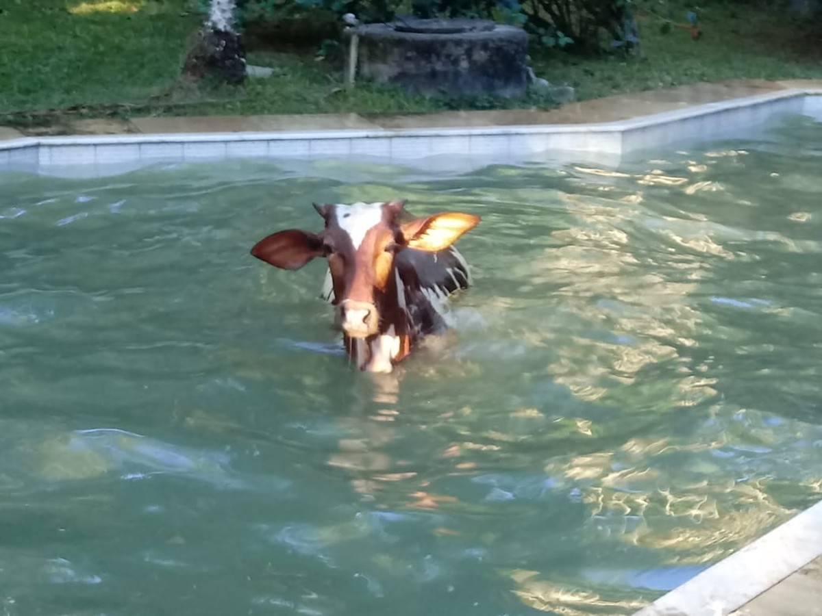 Vaca Cai Dentro De Piscina E E Resgatada Por Bombeiros Na Zona Rural De Marica No Rj Regiao Dos Lagos G1