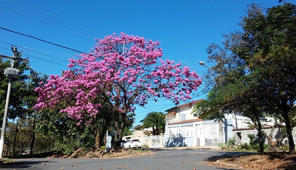 Ipê roxo em Campo Grande — Foto: Arquivo g1