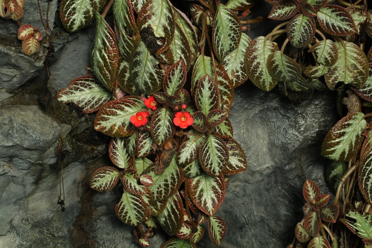A planta-tapete cria um belo tapete de folhagem e textura atrativos, com suas flores vermelhas (Foto: Flickr / ashitaka-f / CreativeCommons )