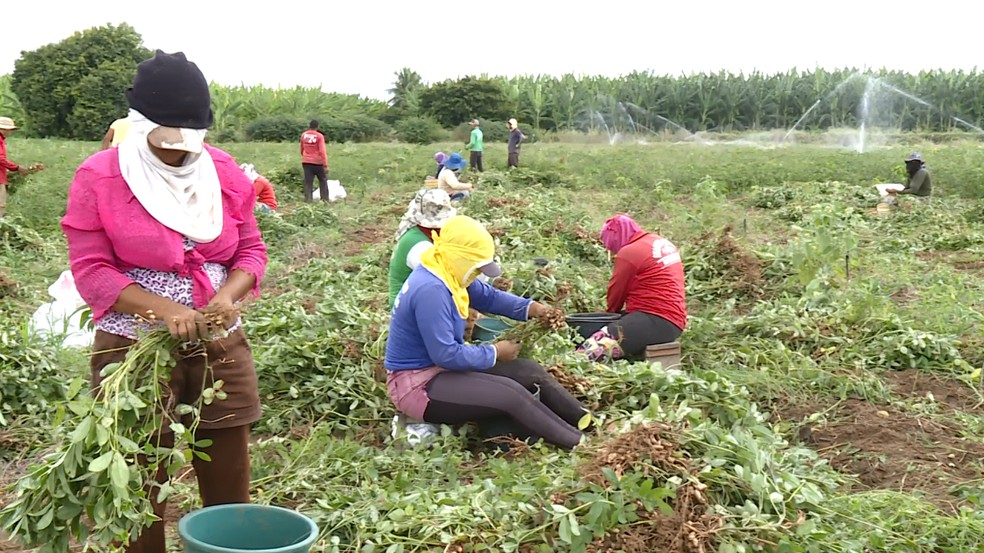 O agricultor faz colheita - Foto: Reprodução / TV Grande Rio