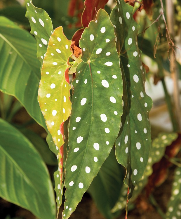 Begônia maculata (Foto: Getty Images)