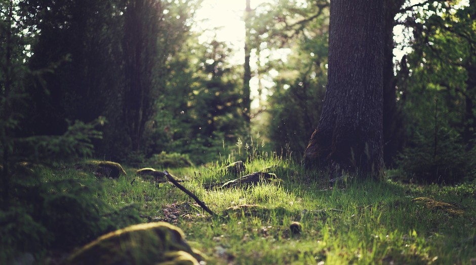 floresta, mata, árvore, natureza, natural, ambiente, meio ambiente, grama (Foto: Reprodução/Pexels)