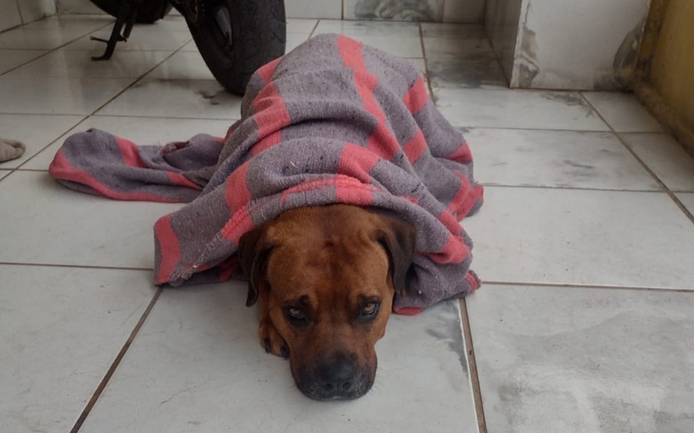 Bob não estava com cara de que queria fazer muitos amigos  — Foto: Reprodução