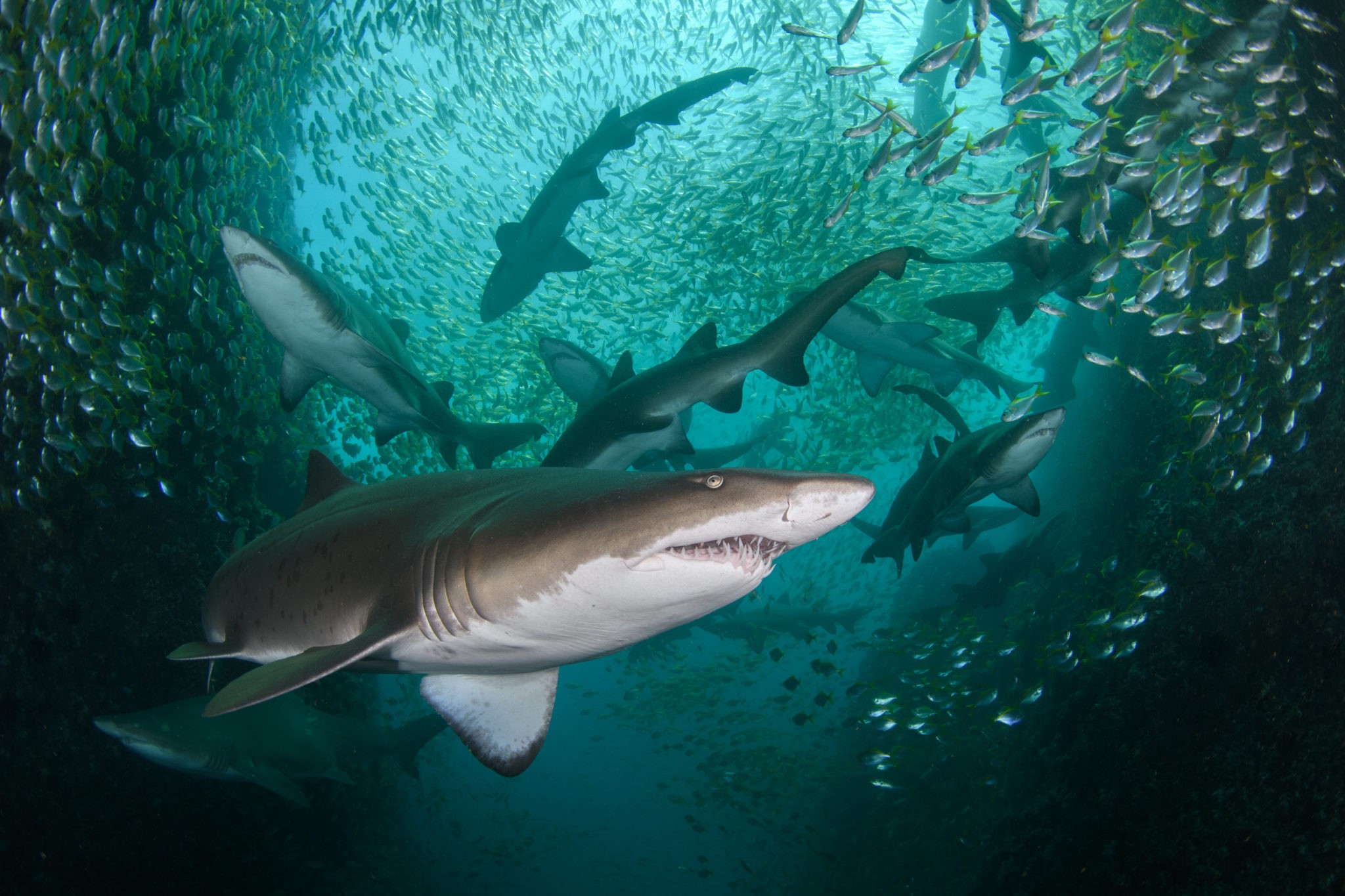 A concentração de tubarões-lixa cinzas, uma espécie extinta, na Austrália foi o que concedeu a Remy o primeiro lugar (Foto: Nicolas Remy -- Prêmio Ocean Photographer of the Year )