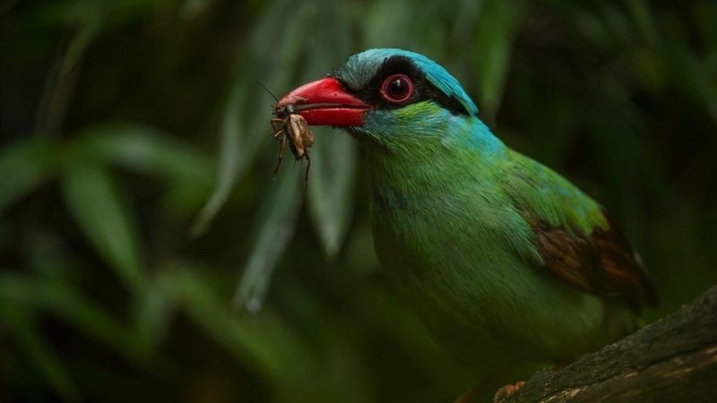 Pega-verde-de-Java foi levado à beira da extinção pelo comércio ilegal (Foto: Revive and Restore via BBC News)