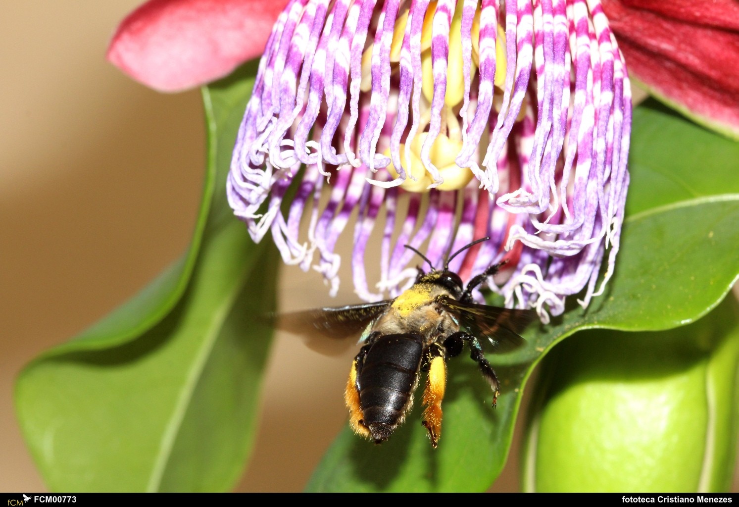 Polinizadoras ‘profissionais’: entenda por que as abelhas impactam na produção agrícola e a importância de preservá-las