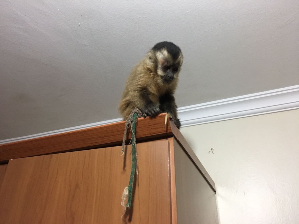 Macaco-prego estava preso com uma corda na cintura (Foto: Irmandade das Patinhas)