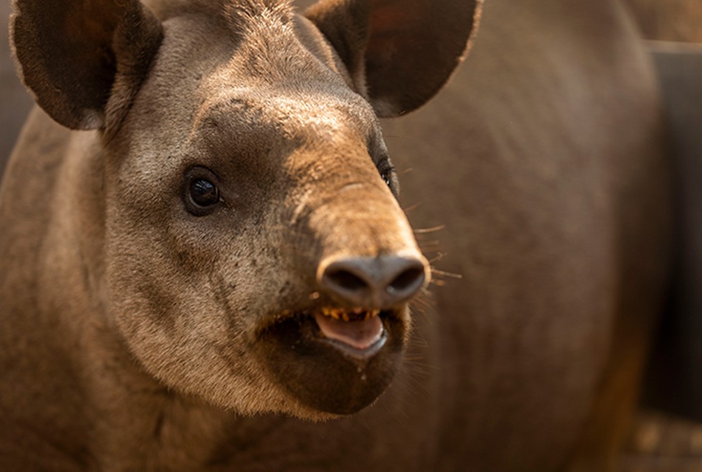 A anta (Tapirus terrestris) é vítima da caça e da perda de habitat — Foto: João Marcos Rosa/Arquivo Pessoal