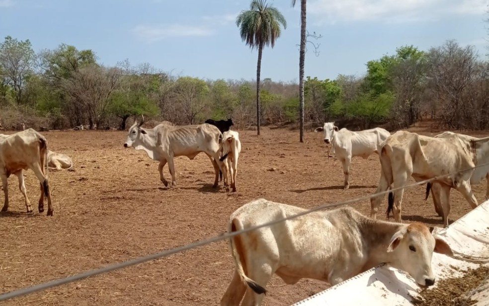Gado em fazenda que foi embargada, em Guarani de Goiás — Foto: Divulgação/PCGO