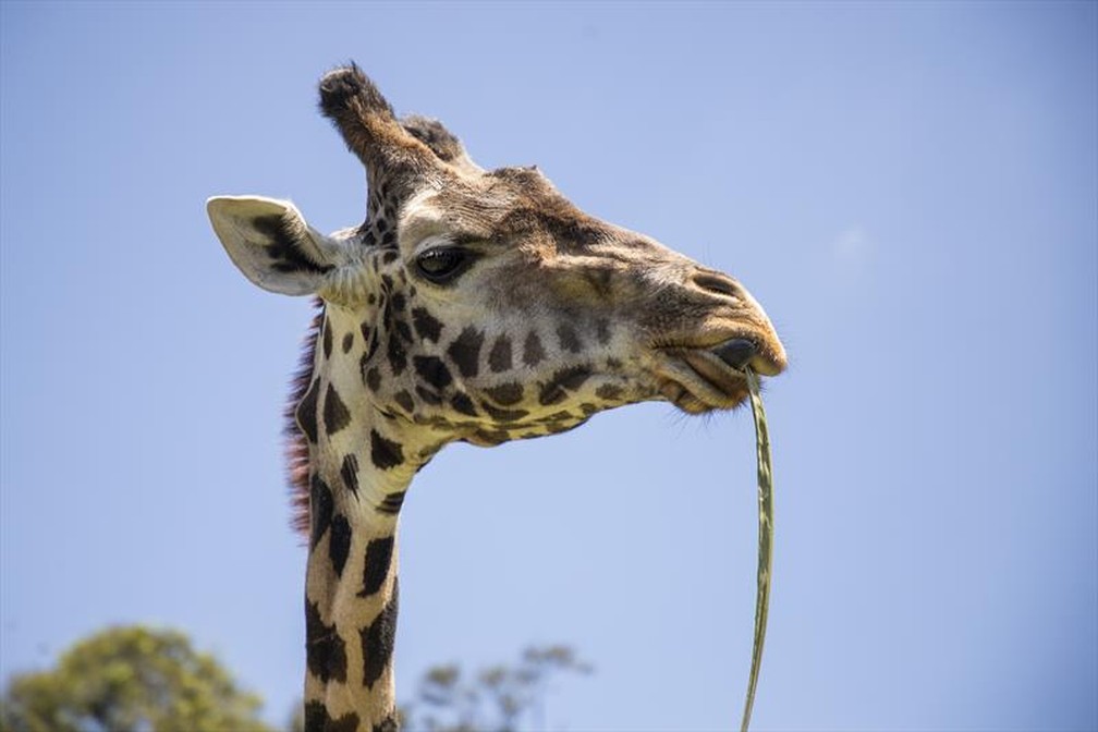 Zoologico De Curitiba Tem A Girafa Mais Velha Do Brasil Diz Prefeitura Parana G1