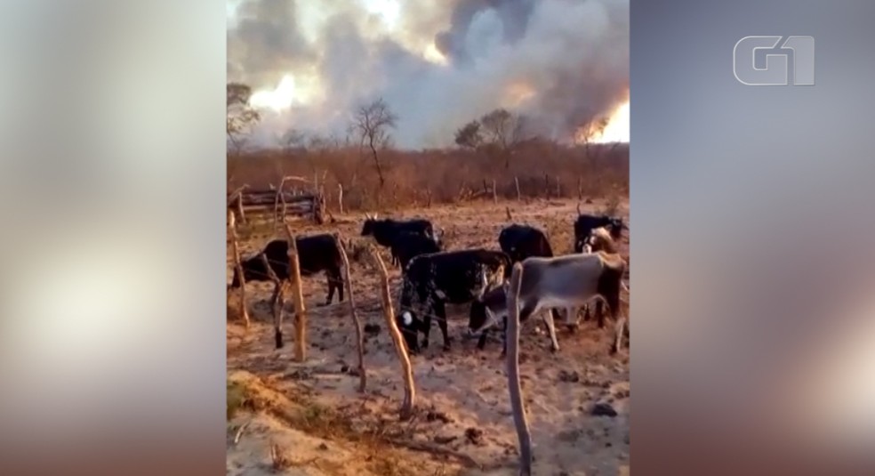 Animais morreram carbonizados durante incêndio em Assunção do Piauí (Foto: Reprodução)