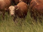 Pecuária ajuda e é ajudada pelo meio ambiente na região do Pampa, RS