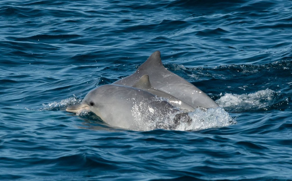 Grupo de golfinhos é flagrado em Ilhabela, no litoral norte de São Paulo;  veja fotos | Vale do Paraíba e Região | G1