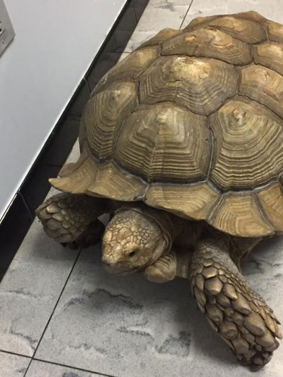 A tartaruga Tito (Foto: Massapequa Pet Vet/Facebook)