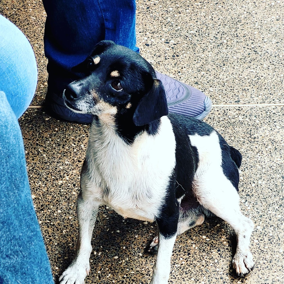 Bichos na Escuta #53: a história de Farofa, o cachorro que pega o ‘busão’ para a escola |  Bichos na Escuta