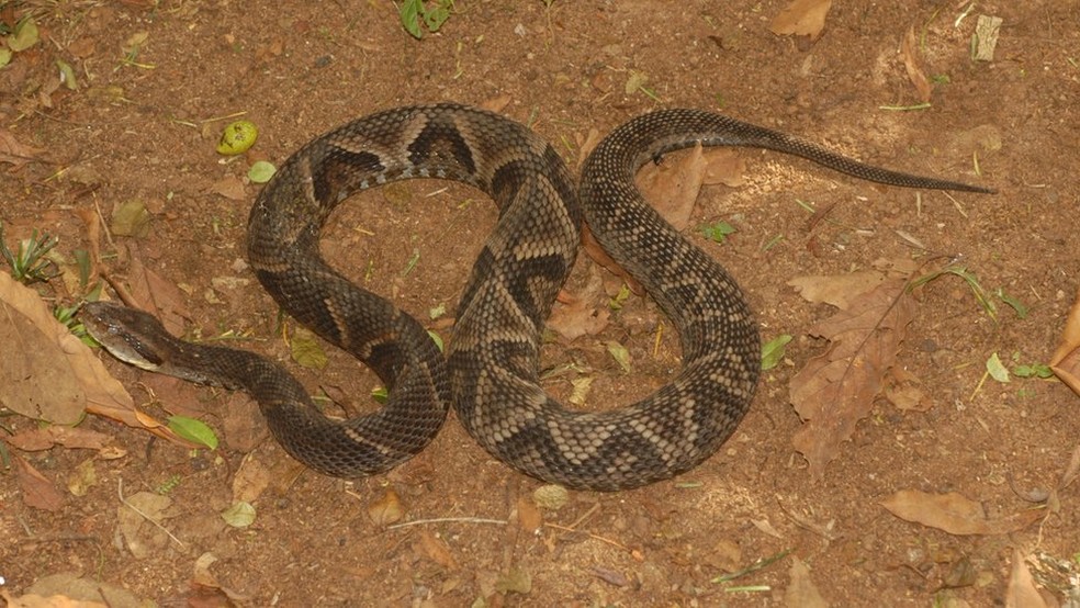 Jararacas do Parque do Estado sÃ£o pelo menos 50% maiores que os espÃ©cimes comun â€” Foto: Otavio Augusto Vuolo Marques/DivulgaÃ§Ã£o/BBC