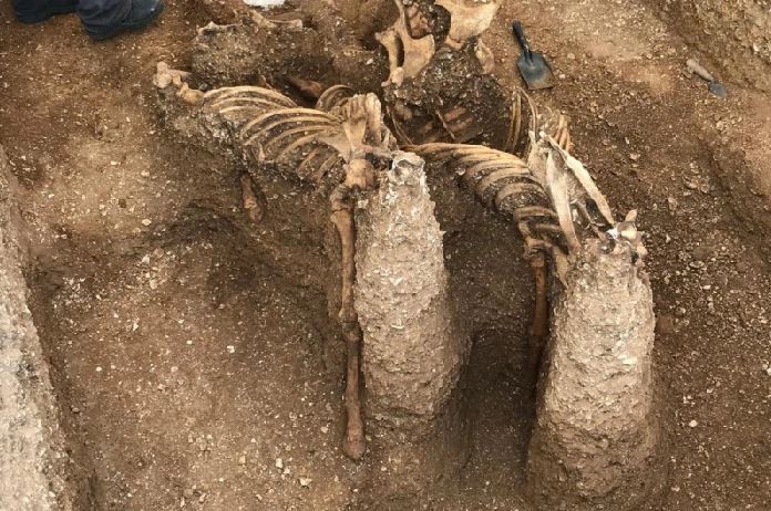 Ossadas dos cavalos encontradas no túmulo do guerreiro celta  (Foto: MAP Archaeological Practice)