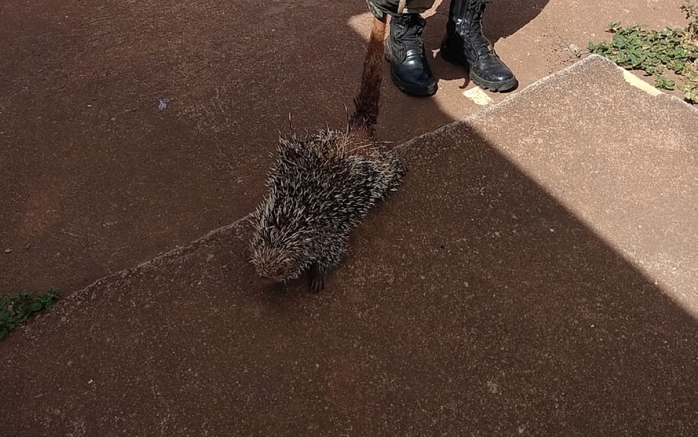  Porco-espinho foi resgatado em casa de Luziânia, Goiás — Foto: Reprodução/TV Anhnaguera