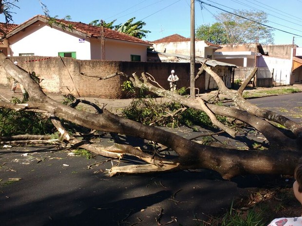 Moto bateu em árvore caída na rua (Foto: Reprodução/TV TEM)