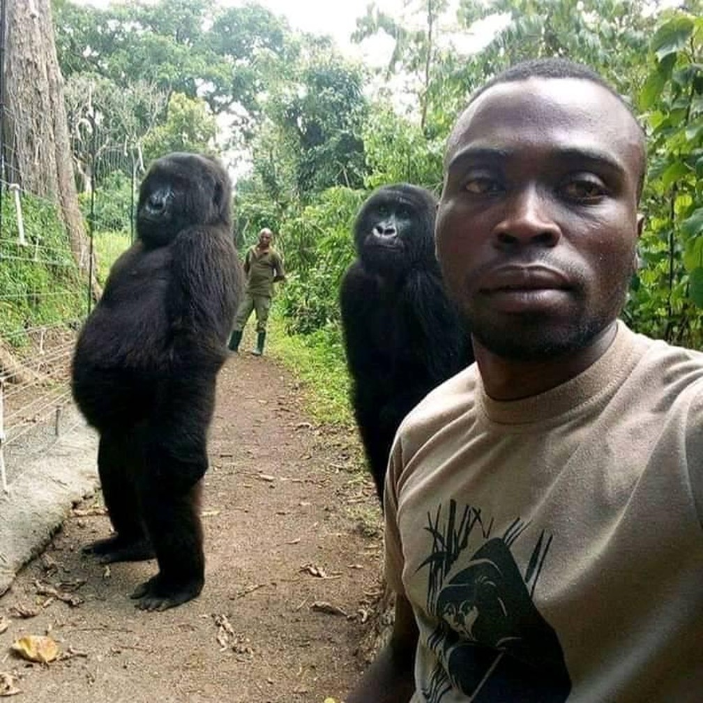22 de abril - Dois gorilas posam com o guarda que os resgatou quando eram bebÃªs na RepÃºblica DemocrÃ¡tica do Congo. Como eles cresceram com os guardas que os resgataram, "eles imitam os humanos", disse o diretor do parque, Innocent Mburanumnwe â€” Foto: Mathieu Shamavi/ReproduÃ§Ã£o