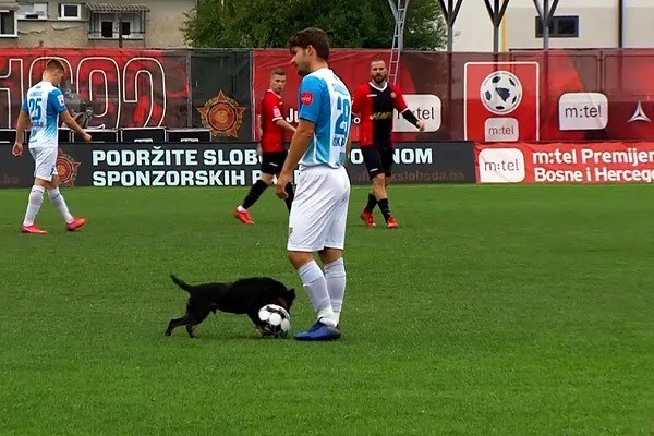 Cachorro que invadiu gramado na Bósnia driblando jogadores profissionais (Foto: Reprodução)