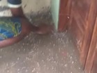 Chuva de granizo assusta moradores de Mata Grande, Sertão de Alagoas