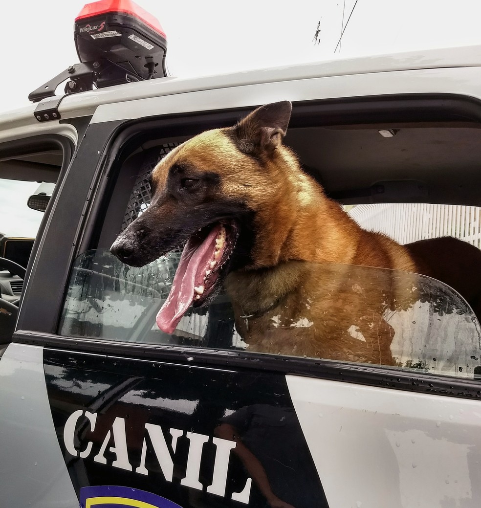 Se não fossem encontradas pelos cães, drogas ainda poderiam estar nas ruas (Foto: Stephanie Fonseca/G1)