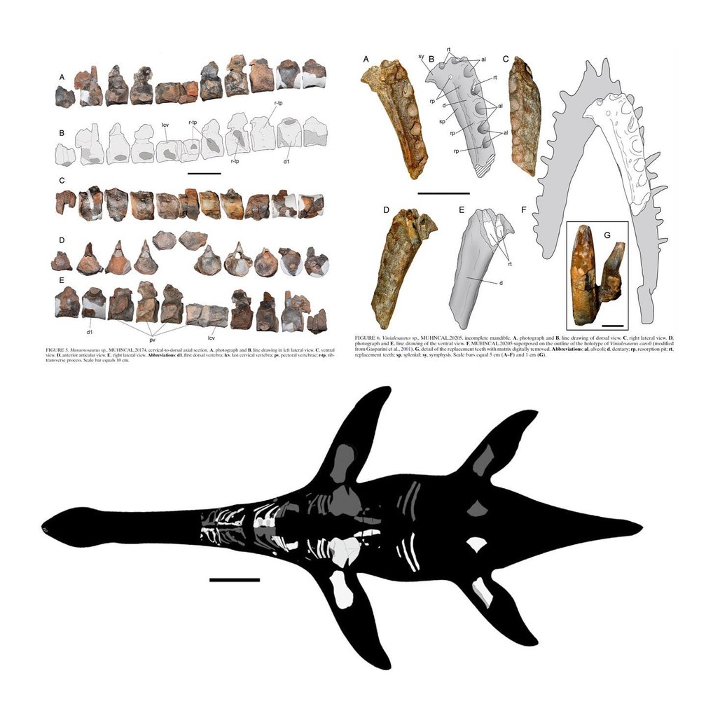 Montagem mostra fóssil descoberto pelos paleontólogos no deserto do Atacama e um desenho de como seria o Vinialesaurus encontrado — Foto: Reprodução/Facebook/Registro fósil y evolución de vertebrados - Chile