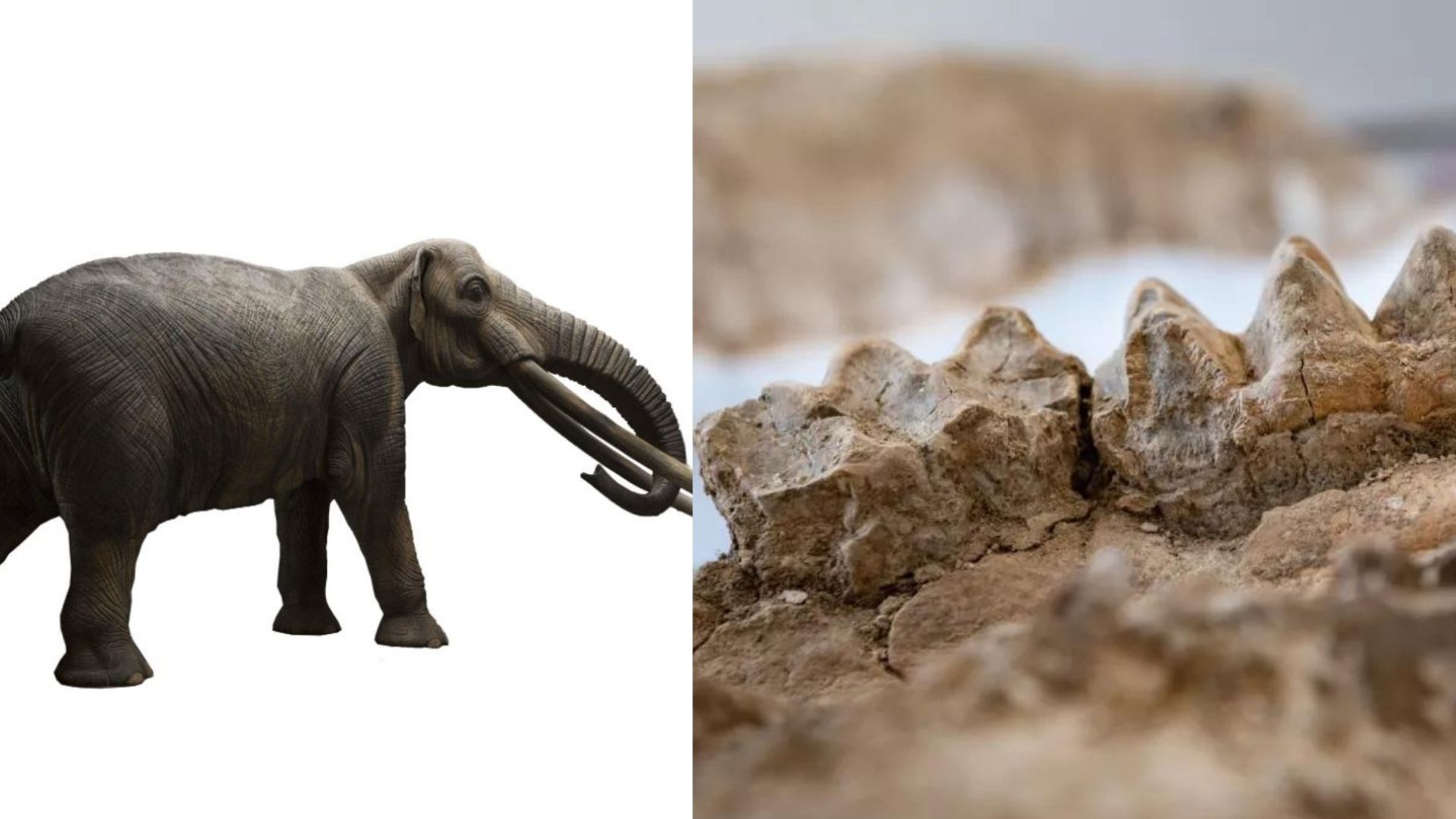 Fóssil de um mastodonte encontrado em Serra Nevada tinha 8 milhões de anos; À esquerda, foto mostra uma representação artística do animal. À direita, estão dentes do exemplar, provenientes do crânio  (Foto: EBMUD/Jason Halley/Universidade Estadual da Califórnia )