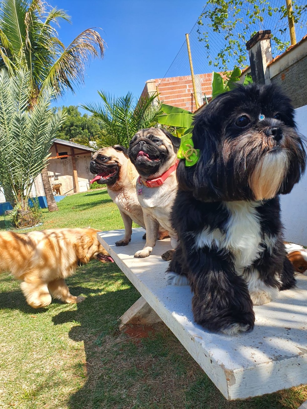 Locais devem possuir tamanho considerável para que animais possam brincar — Foto: Tânia Mara Rosa Seabra/Arquivo pessoal