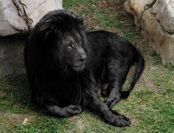 Esta imagem do leão negro é real? (Foto: Reprodução)