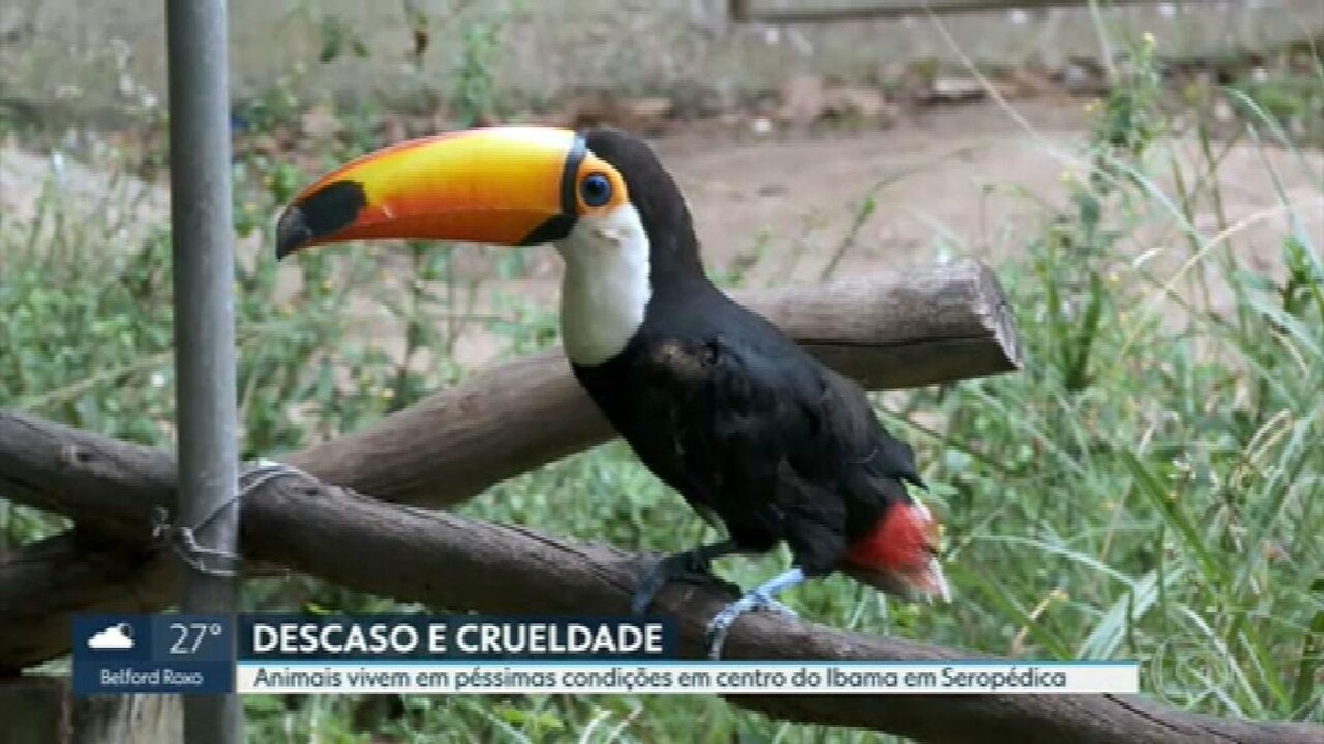 Mais de 600 animais morrem em 4 meses em centro de tratamento do Ibama no RJ