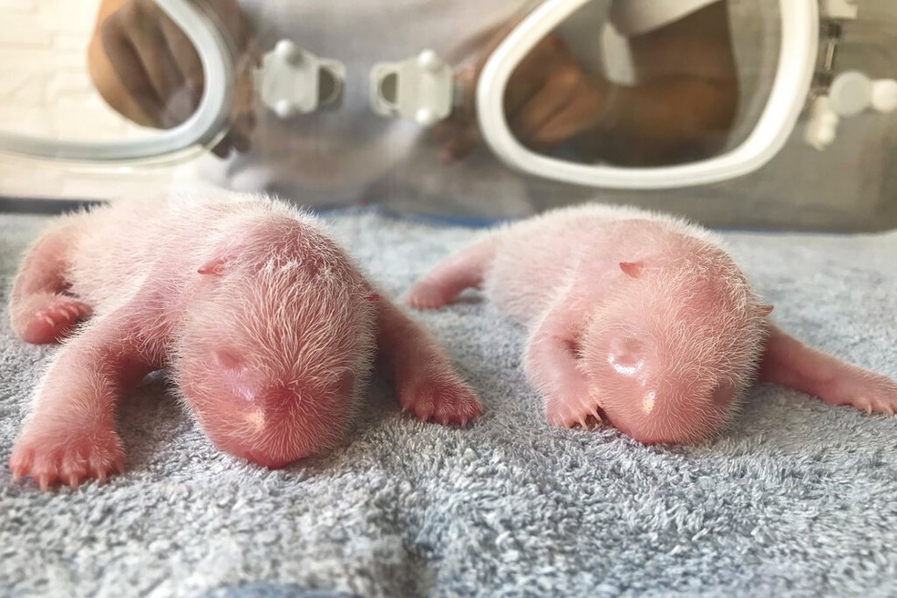 Casal de pandas que nasceram em centro de pesquisas na China — Foto: Centro de Pesquisas do Panda Gigante Qinling/Via AP