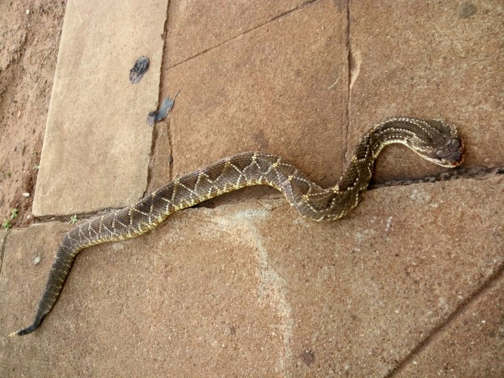 Cobra Cascavel E Encontrada No Patio De Creche Em Iacri Bauru E Marilia G1 3.494 comentarios sobre información turismo, dónde comer y alojarse por viajeros que han estado allí. encontrada no patio de creche em iacri