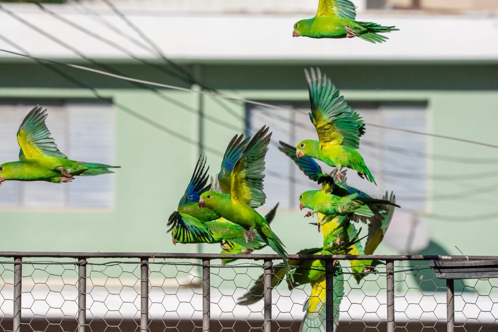 Observador de aves de São Paulo vai compartilhar ao vivo os visitantes alados — Foto: Ney Matsmura/ Arquivo Pessoal