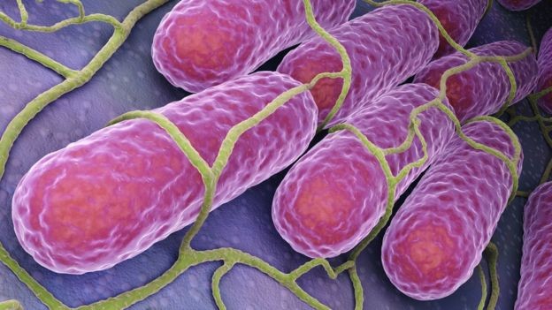 BBC - Geralmente, a salmonela é encontrada no intestino de animais e pessoas e é liberada pelas fezes (Foto: Getty Images via BBC News)