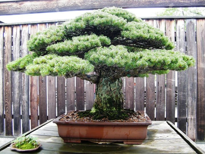  Uma árvore de bonsai é um tipo de arbusto ou planta ornamental que cresce em um pequeno vaso sem desenvolver seu tronco para o tamanho normal. Eles são artificialmente cultivados como anões e permanecem pequenos mesmo quando adultos. (Foto: Wikimedia Commons / Creative Commons)