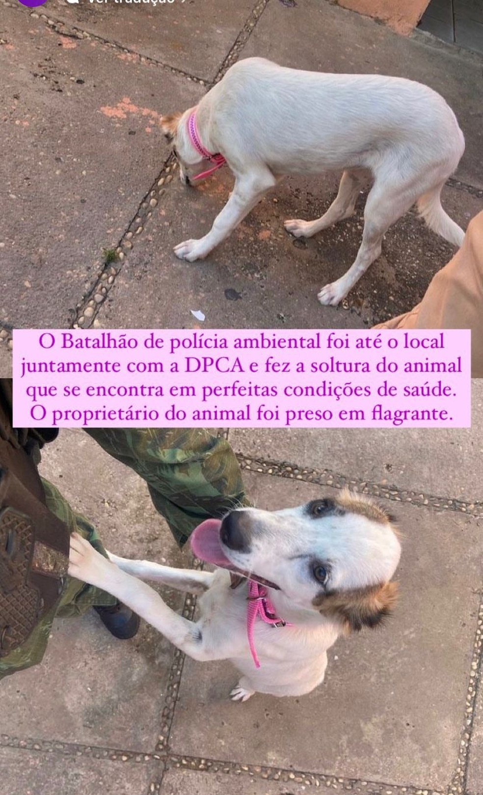 Cadela não sofreu maus-tratos em Teresina — Foto: Reprodução