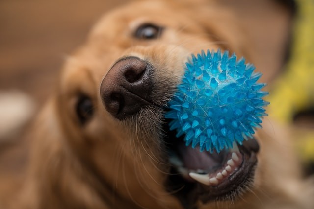 Brincar de bolinha incentiva comportamentos instintivos do cão e aguça sentidos como o olfato (Foto: Unsplash/ Elisa Kennemer/ CreativeCommons)