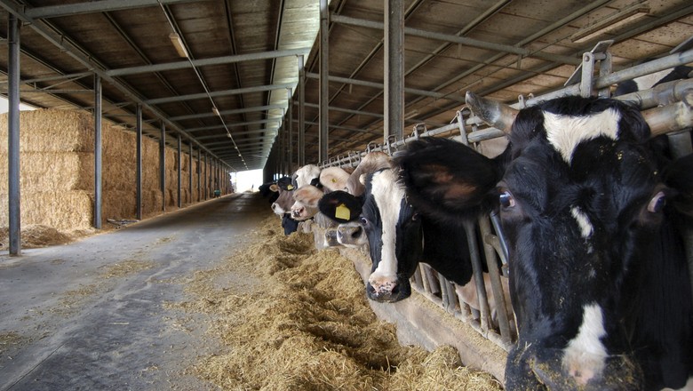 leilao-bovino-bovinos-vaca-boi-touro-bois-vacas-touros-confinamento-pecuaria-gado (Foto: Thinkstock)