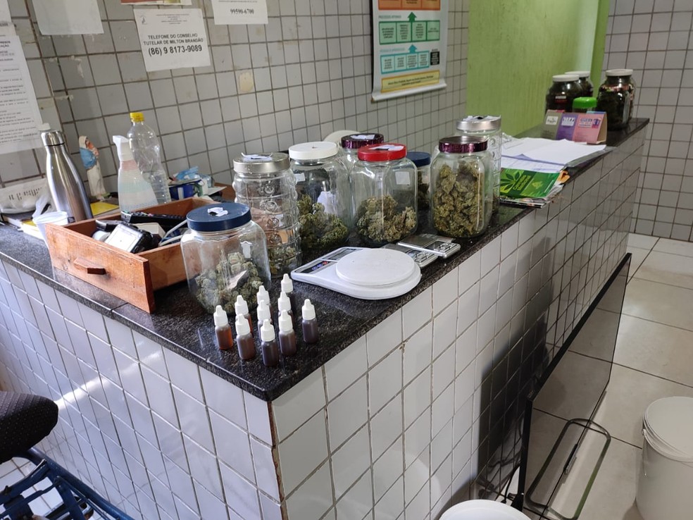Organizadores de festa são presos com drogas sintéticas e plantação de maconha em estufa em Pedro II, no Piauí — Foto: Portal P2