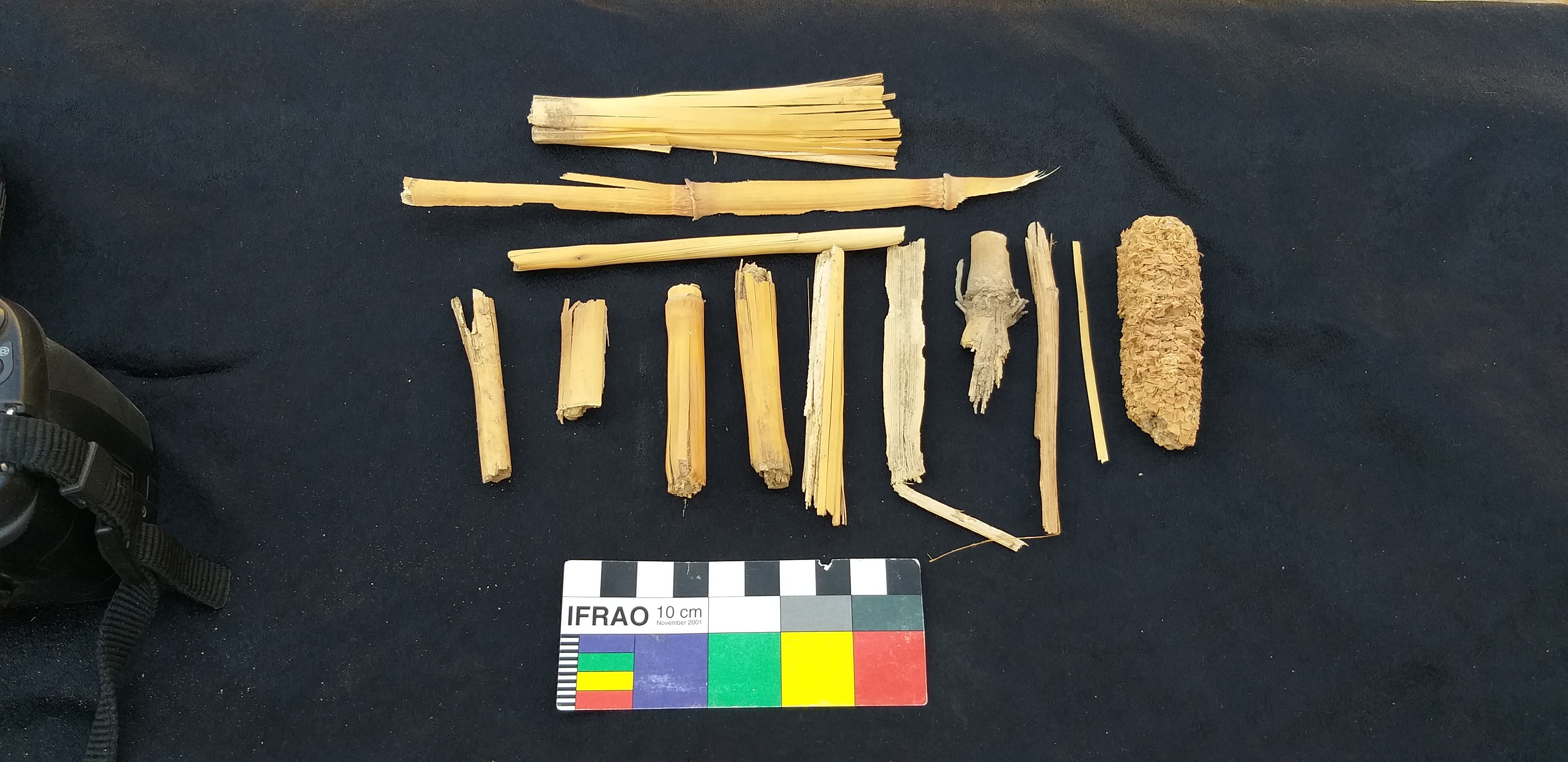 Restos de folhas, caule e espigas de milho foram encontradas nas primeiras escavações no poço de sacralização da tumba, vestígios da ocupação qurnawi (Foto: Divulgação)