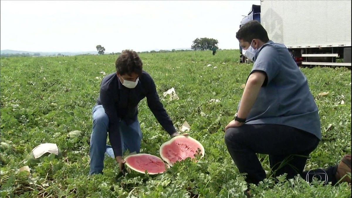 Produtores de melancia de Goiás conquistam novos mercados thumbnail