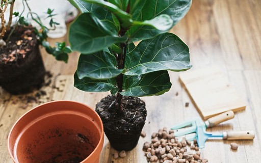 Ficus Lyrata Curiosidades Que Nunca Te Contaram Sobre A Planta Da Moda Casa Vogue Paisagismo ficus lyrata curiosidades que nunca te