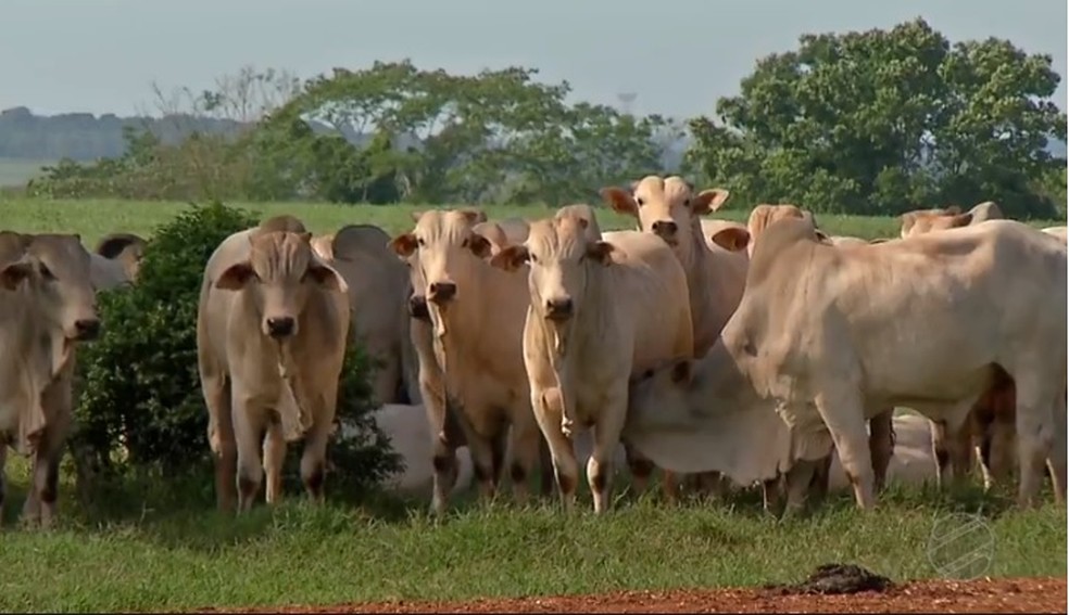 Animais em fazenda de Mato Grosso, estado com o maior rebanho bovino do paÃ­s.  â€” Foto: TVCA/ReproduÃ§Ã£o
